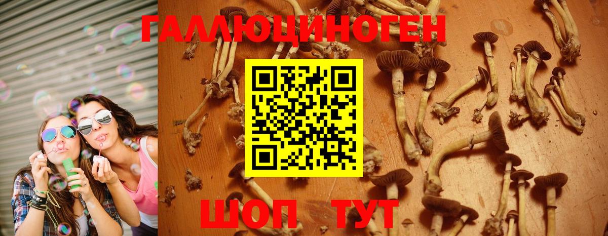 Псилоцибиновые грибы Psilocybe Нижнекамск